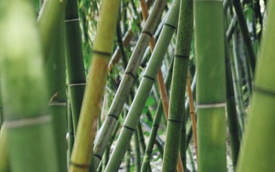 Bambus rechtzeitig bändigen