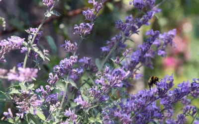 Eine zweite Blüte der Katzenminze