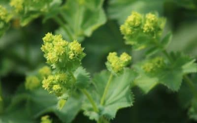 Frauenmantel schneiden