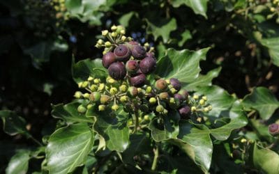 Giftige Beeren abschneiden