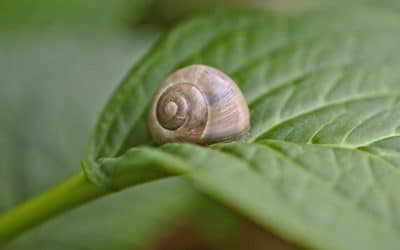 Schnecken bekämpfen