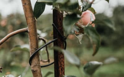 Winterschutz für empfindliche Bäume