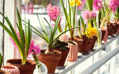 Blumenzwiebeln für den Balkon