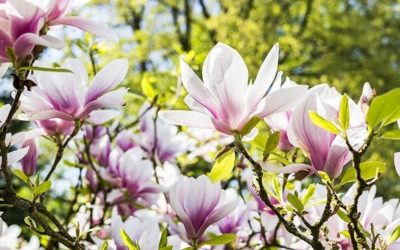 Magnolienfrüchte