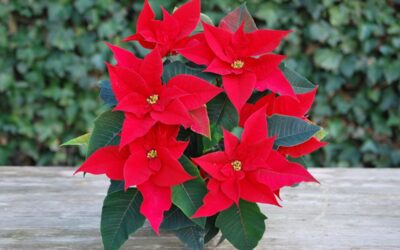 Zauberhafte Christrosen