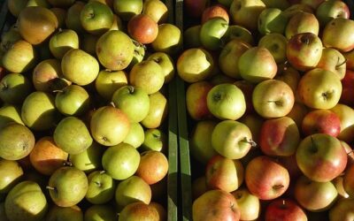 Gartenlauben als Obstlager nutzen