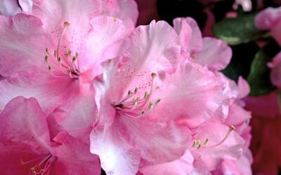 Standortwahl Rhododendron