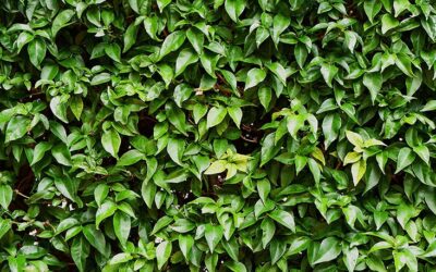 Löcher in Hecken ausbessern