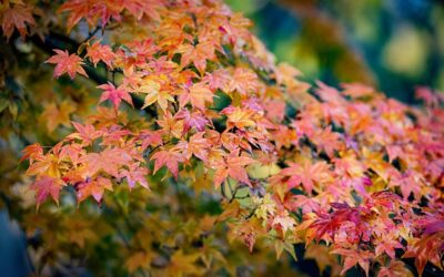 Pflanzenpartner für schattige Lagen