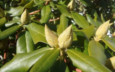 Blattrollen bei Rhododendren