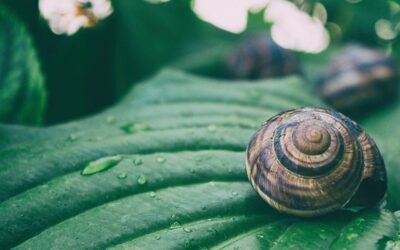 Hosta vor Schnecken schützen