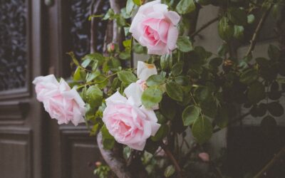 Binden statt schneiden