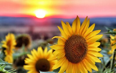 Sonnenblumen anbinden