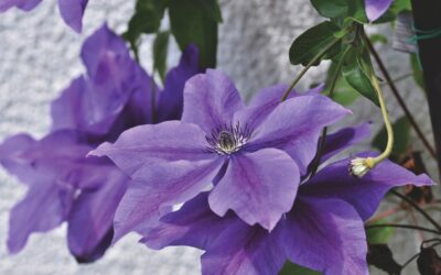 Immergrüne schützen