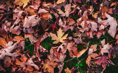 Kostbarer Laubmulch aus Eigenproduktion