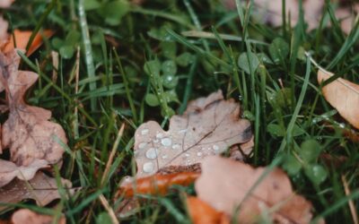 Pflanzenreste als Wärmepolster