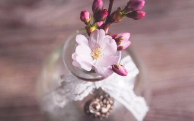 Pünktlich Barbarazweige schneiden