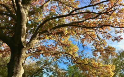 Zwieselbildung verhindern