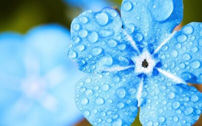 Aussaat der zweijährigen Sommerblumen