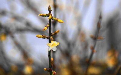 Gelber Winterjasmin stimmt heiter