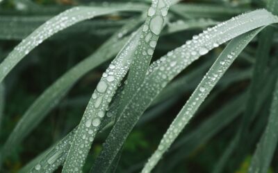 Ziergräser winterfest machen